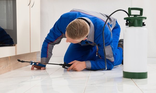 HIRE top PEST CONTROL EXPERTS NEARBY